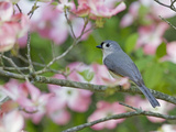 Tufted Titmouse (Baeolophus Bicolor) Perched in Pink Dogwood