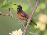Orchard Oriole (Icterus Spurius) Singing in Tulip Tree