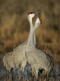 Sandhill Cranes Courtship Calling and Display