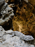 A Socotran Leaf-Toed Gecko (Haemodracon Riebecki) on the Rocks at the Entrance of a Cave, Socotra