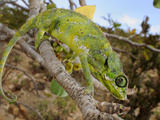 A Chameleon (Chamaeleo Monachus), Socotra, Yemen