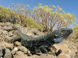 A Huge Male Tenerife Lizard (Gallotia Galloti), Tenerife, Canary Islands
