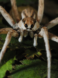 Wolf Spider (Allocosa), Socotra, Yemen