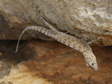 A Rock Gecko (Pristurus Insignis) Hanging Upside Down from a Rock at the Entrance of a Cave