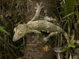 Leaf-Tailed Gecko (Uroplatus Fimbriatus)