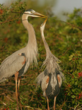 Great Blue Heron Pair Courtship with the Male Giving a Twig to its Female Mate
