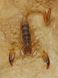 Scorpion (Hemiscorpius Socotranus) Endemic to Socotra, Yemen