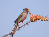 Pyrrhuloxia (Cardinalis Sinuatus) Eats Ocotillo Blossom