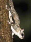 Northern Flying Squirrel (Glaucomys Sabrinus), North America