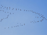 Flock of Snow Goose in Formation