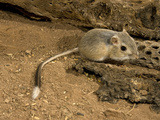Banner-Tailed Kangaroo Rat (Dipodomys Spectabilis), Sonoran Desert, Arizona, USA