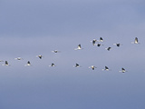 Flock of Sandhill Cranes Flying