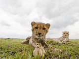 Cheetah Cub with its Mother (Acinonyx Jubatus), Masai Mara, Kenya