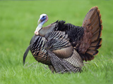 Male Turkey Displaying