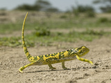 Flap-Necked Chameleon Walking (Chamaeleo Dilepis), Southern Africa