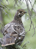Grouse Hen in Spruce Tree