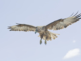 Galapagos Hawk (Buteo Galapagoensis) in Flight, Urbina, Isabella, Galapagos