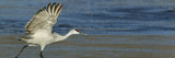 Sandhill Crane (Grus Canadensis) Preparing for Flight