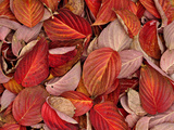 Dogwood Leaves in Autumn
