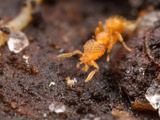 Trap-Jaw Ant (Strumigenys Emmae) Has Shorter Mandibles Than Most Other Trap-Jaw Ants,