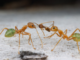 Green Tree Ants (Oecophylla Smaragdina) Eating an Ant (Pheidole), Cape York Peninsula, Queenland
