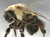 Eastern Bumblebee (Bombus Impatiens), Order Hymenoptera, Family Apidae, Eastern North America