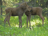 Two Moose Calves in the Spring (Alces Alces), North America