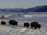 Bison (Bison Bison) Walking in Snow, Yellowstone National Park, USA