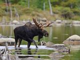 Male Moose (Alces Alces), Baxter State Park, Millinocket, Maine, USA