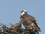 Female and Young Osprey (Pandion Haliaetus) at Nest, Flathead Lake, Montana, USA