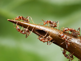 Thorns on a Swollen Thorn Acacia House the Ants' Larvae are Heavily Guarded