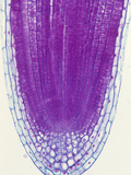 Longitudinal Section of a Cabbage Root Tip and Root Cap Cells (Brassica), a Dicot, LM X55
