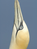 Close Up of the Head of a Northern Gannet During Sky Pointing Courtship Behavior, Scotland, UK