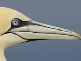 Close Up of the Head of a Northern Gannet, Scotland, UK