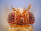 Antennapedia Mutant of the Fruit Fly (Drosophila Melanogaster)