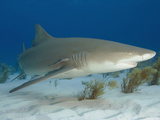 Lemon Shark (Negaprion Brevirostris)