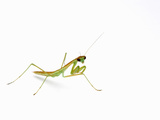Chinese Mantis Nymph (Tenodera Aridifolia)