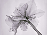 X-Ray of Amaryllis Flowers