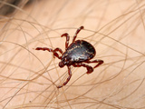 American Dog Tick (Dermacentor Variabilis)