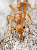 Dinosaur Ant (Nothomyrmecia Macrops), South Australia