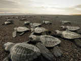 An Olive Ridley Sea Turtle Hatchling (Lepidochelys Olivacea) on its Way to the Sea