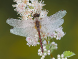 Cherry-Faced Meadowhawk Dragonfly (Sympetrum Internum) on a Meadowsweet Flower (Spiraea Alba)