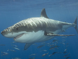 Great White Shark (Carcharodon Carcharias), Pacific Ocean