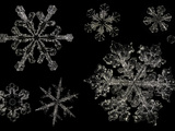 Snowflake Variety, LM