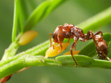 In Exchange for Protection, Swollen Thorn Acacia Trees Provide Ants with Food and Shelter