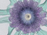 X-Ray of a Flower