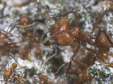 Leafcutter Ant Queen and Workers (Atta Cephalotes) in the Nest Fungus Garden