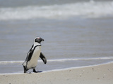 The African Penguin (Spheniscus Demersus), South Africa