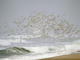 Sanderling (Calidris Alba) Flock in Flight over Ocean Waves, Long Island, New York, USA