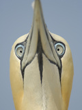 Close Up of the Head of a Northern Gannet During Sky Pointing Courtship Display, Scotland, UK
